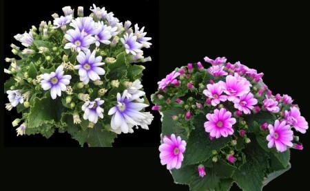 モリヒロ園芸が育てたお花の定期便(年間5回) 植物 瀬戸内 温暖 気候 鉢花