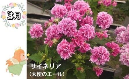 モリヒロ園芸が育てたお花の定期便(年間5回) 植物 瀬戸内 温暖 気候 鉢花