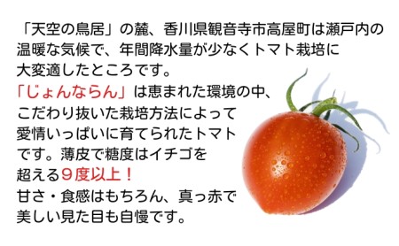 モリヒロ園芸が育てたじょんならんトマトの定期便B　約300g×12個入り（年間11回）