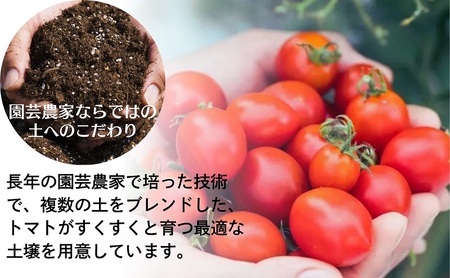 モリヒロ園芸が育てたじょんならんトマト（スティックボックス入り） 野菜 ミニトマト サラダ 糖度高め 甘味 酸味 リコピン 