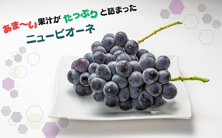 【2024年先行予約】種なし！ジュワっと果汁♪ニューピオーネ　約2kg(3～5房)