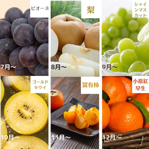 四季折々旬味覚！12ヶ月連続単品定期便♪ 苺 せとか デコポン 八朔 びわ 桃 