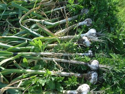 訳あり 不揃い 黒にんにく 600g 国産 黒 にんにく 玉 にんにく ガーリック にんにく 野菜 にんにく 健康 にんにく 国産 にんにく 香川県 にんにく さぬき市 にんにく 除草剤不使用 にんにく ポリフェノール にんにく 