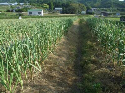 訳あり 熟成 黒にんにく 約600g