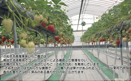  いちご イチゴ さぬきひめ 大粒 270g ×2パック 【2月～6月発送】