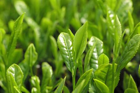 濃い抹茶ドゥブール【冷凍 抹茶 ケーキ 抹茶ケーキ ホールケーキ スイーツ 宇治抹茶 香川県 さぬき市 志度 風月堂】