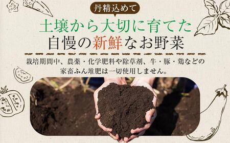 【定期便全12回】旬の採れたて 7～10種類お野菜詰め合わせセット(1～2名様) TAGATAME タガタメ【野菜 特別栽培  有機野菜 農薬不使用 旬 無農薬】