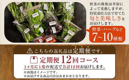 【定期便全12回】旬の採れたて 7～10種類お野菜詰め合わせセット(1～2名様) TAGATAME タガタメ【野菜 特別栽培  有機野菜 農薬不使用 旬 無農薬】