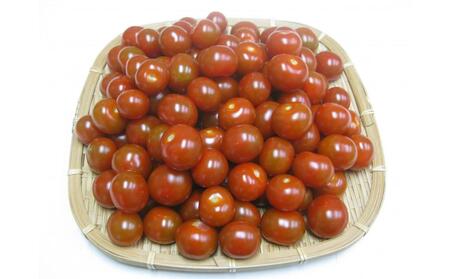 【3月下旬頃~発送】訳あり 規格外 ミニトマト 約2kg