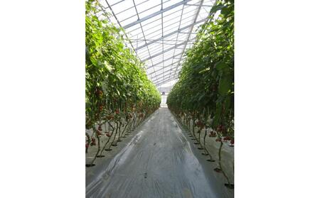 【3月下旬頃~発送】訳あり 規格外 ミニトマト 約2kg