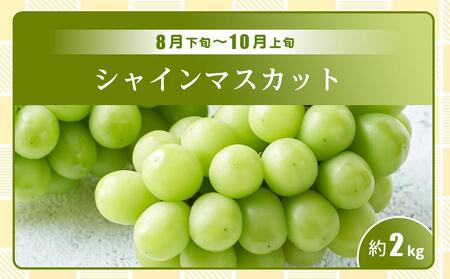 【全3回】極みのフルーツ定期便 (化粧箱入り)