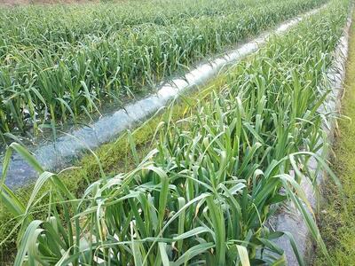 【定期便全3回】熟成 割り黒にんにく 約300g×1袋