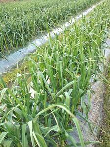 【定期便全3回】熟成 割り黒にんにく 約300g×1袋