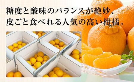 訳あり しらぬい (不知火) 約5kg サイズおまかせ