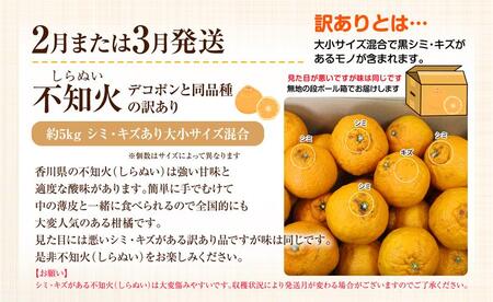 訳あり しらぬい (不知火) 約5kg サイズおまかせ