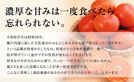 小原紅早生みかん （約5kg）化粧箱（S～Lサイズ）