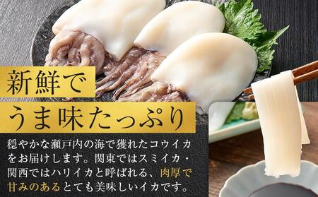 天然コウイカ 約500g イカ いか | いか いか いか いか いか