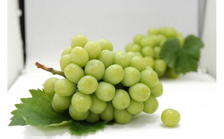 【全3回】さぬき市厳選フルーツ定期便