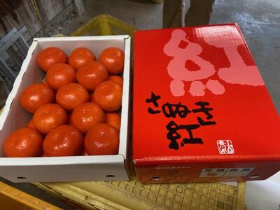 【6月中旬頃～発送】温室栽培 小原紅早生みかん(小玉) 約2kg 化粧箱入り