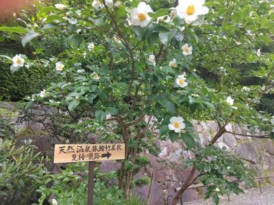 旅館 竹屋敷で使える 宿泊券・食事券 1,000円×3枚  (3,000円分)