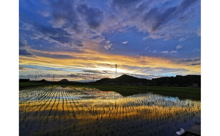 すぐ使える薪(樫・クヌギ)約10kg