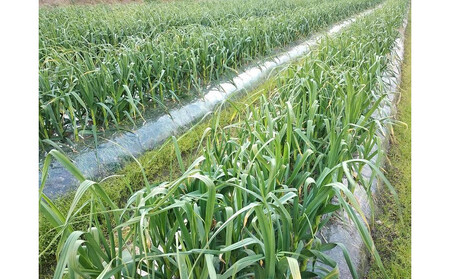 訳あり　熟成　割り黒ニンニク