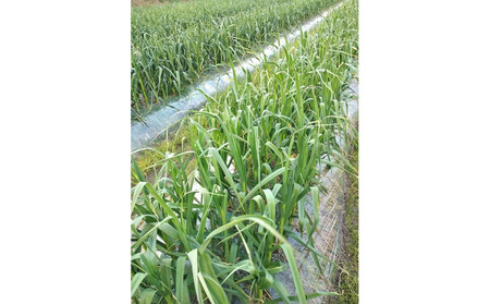 訳あり　熟成　割り黒ニンニク