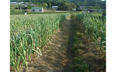 訳あり　熟成　割り黒ニンニク