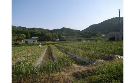 訳あり　熟成　割り黒ニンニク