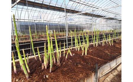 【3月中旬頃～発送】さぬき市産 アスパラガス さぬきのめざめ 春芽 1kg