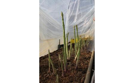 【3月中旬頃～発送】さぬき市産 アスパラガス さぬきのめざめ 春芽 1kg