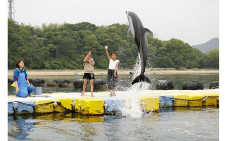 イルカとあそぼぉ体験 ペア 入場券付き【体験 イルカ ドルフィン 日本ドルフィンセンター 香川県 さぬき市】