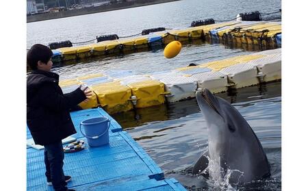 イルカとあそぼぉ体験 ペア 入場券付き【体験 イルカ ドルフィン 日本ドルフィンセンター 香川県 さぬき市】