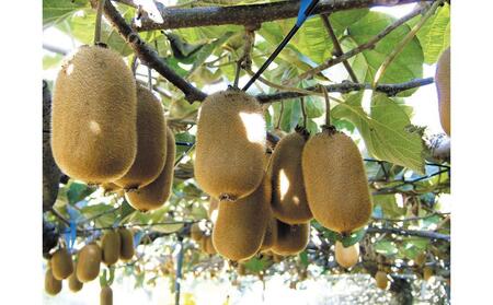 【11月下旬頃～発送】キウイフルーツ 香緑 (こうりょく) 約1.5kg 化粧箱入り