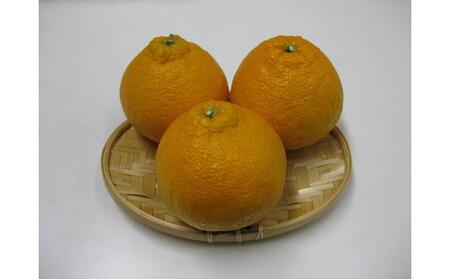 【2月下旬頃～発送】不知火 (しらぬひ) 約5kg