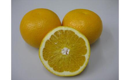 【3月中旬頃～発送】八朔 約10kg 宮本果樹園 源内八朔