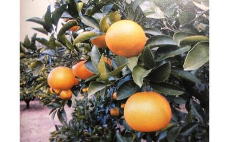 【3月中旬頃～発送】八朔 約10kg 宮本果樹園 源内八朔