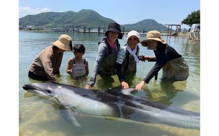 ふれあいビーチ体験 ペア 入場券付き【体験 イルカ ドルフィン 日本ドルフィンセンター 香川県 さぬき市】