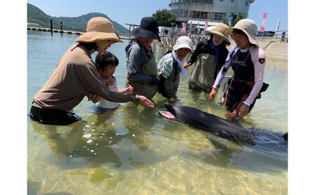 ふれあいビーチ体験 ペア 入場券付き【体験 イルカ ドルフィン 日本ドルフィンセンター 香川県 さぬき市】