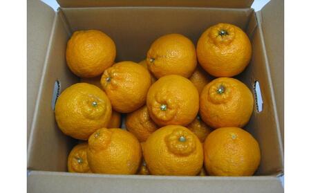 【2月下旬頃~発送】訳あり 規格外 不知火 (しらぬひ) 約3kg