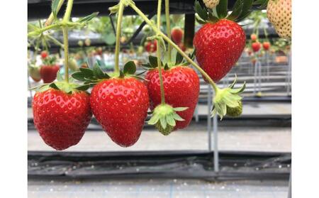 【12月上旬頃～発送】美味いちご園「さぬきひめ」化粧箱入り 400g