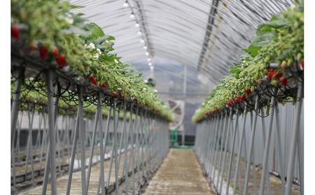 【12月上旬頃～発送】美味いちご園「さぬきひめ」化粧箱入り 400g