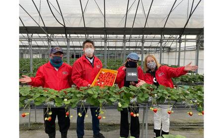 【12月上旬頃～発送】美味いちご園「さぬきひめ」化粧箱入り 400g