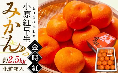 【11月下旬頃～発送】小原紅早生みかん 金時紅 約2.5kg 化粧箱入