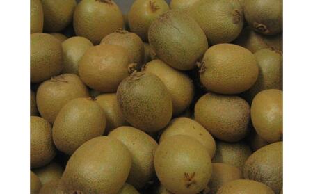 【11月上旬頃～発送】さぬきキウイっこ 約2kg (約40～80玉)