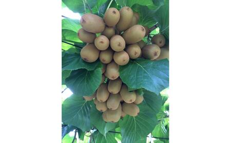 【11月上旬頃～発送】さぬきキウイっこ 約2kg (約40～80玉)