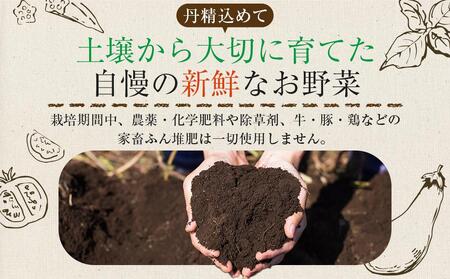 野菜 特別栽培 野菜 セット 栽培期間中 農薬不使用 野菜 7～10種類 の 栽培期間中 農薬不使用 野菜 TAGATAME タガタメ 香川 栽培期間中 農薬不使用 野菜 詰め合わせ セット さぬき市 栽培期間中 農薬不使用 野菜 詰め合わせ セット 野菜セット 旬 野菜 ハーブ 