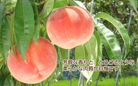 桃 もも 白桃 果物 約 2kg 香川