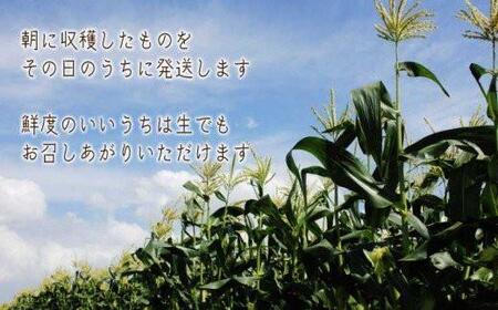 【6月上旬頃～発送】朝採れ とうもろこし ホワイトコーン 約2.5kg (6～10本前後) 甘い 夏 野菜 香川県 国産