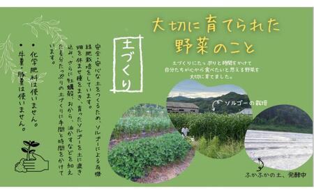 【特別栽培・農家直送】旬のお野菜 詰め合わせギフトセット 6～7品 ウッドBOX付き